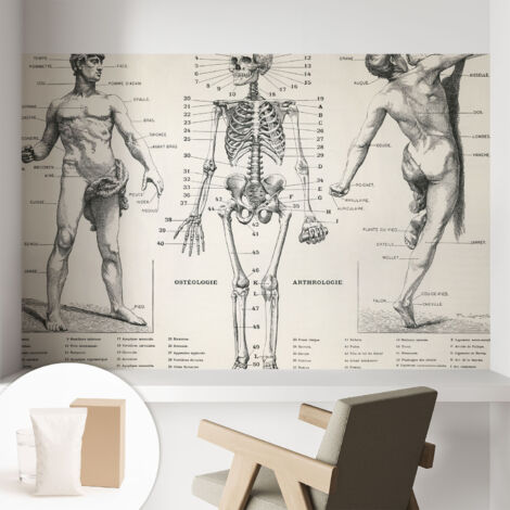 Papier peint avec colle pour décoration moderne de salon chambre à coucher cuisine et bureau Facile Anatomie classique 104x70 cm (1/5)