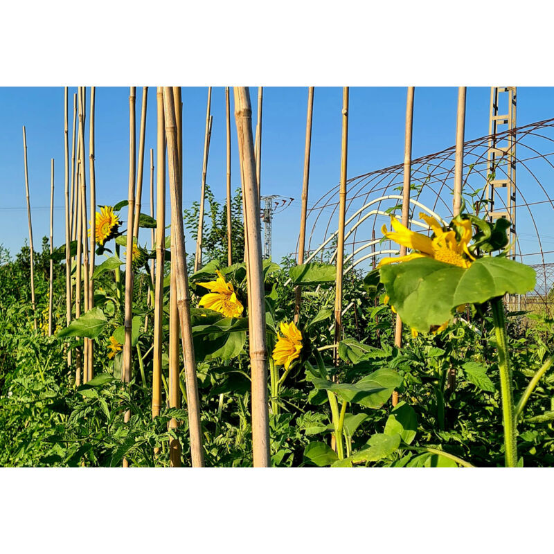 Control Garden Pack 30 Unità Tutor in Bambù Ecologico 210 cm | Palo Naturale Canna Fissare Piante ø 12-14 | Aste Alberi, Verdure, Rampicanti e Colture