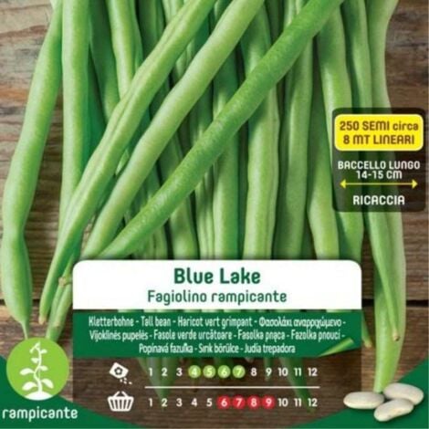 Graines de haricot Ioli Blue Lake Creeper en sac