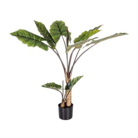 Zierpflanze 10 Blätter Dieffenbachia
