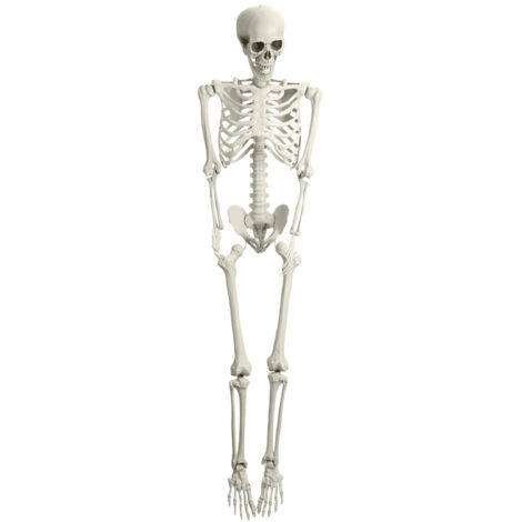 Squelette simulé d'Halloween, ornement squelette de 165 cm, articulations mobiles, apparence réaliste. (1/5)