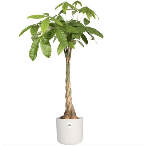 Macetero B.for Soft Round Elho Blanco 18 cm