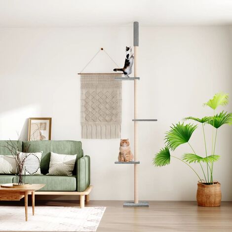 monstera größe Monstera deliciosa XXL | Online kaufen main image 1