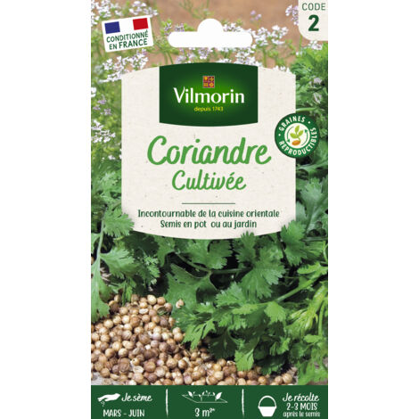 Coriandre cultivée – Graines d'aromates pour semis de mars à juin – Parfumées pour salades et potages – Récolte facile – Vilmorin