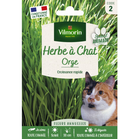 Graines d'herbe à chat Orge – Pour tous types de sols – Hauteur 50 cm – Prévention des boules de poils – Vilmorin