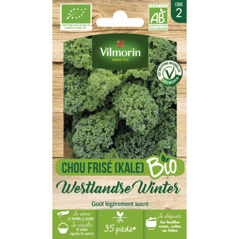 Chou frisé (Kale) Westlandse Winter BIO – Résistant au froid – Semis en avril-mai – Récolte jusqu'au printemps – Vilmorin