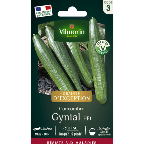 Concombre Gynial HF1 – Graines de potager résistantes aux maladies – Fruits de 25 à 28 cm – Semis de mai à juin – Vilmorin