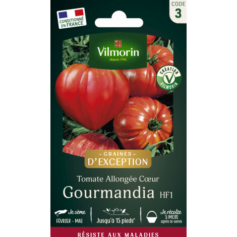 Vilmorin – Tomate Gourmandia HF1 – Graines de potager précoces – Chair savoureuse et fondante – Résistante au mildiou (1/3)