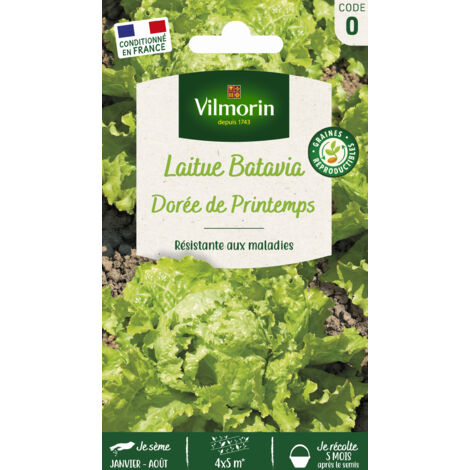 Laitue Batavia Dorée de Printemps Vilmorin (1/4)