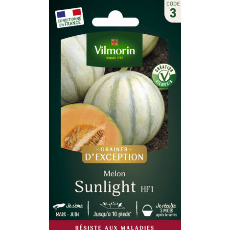 Melon Sunlight HF1 - Graines d'Exception Vilmorin (1/2)
