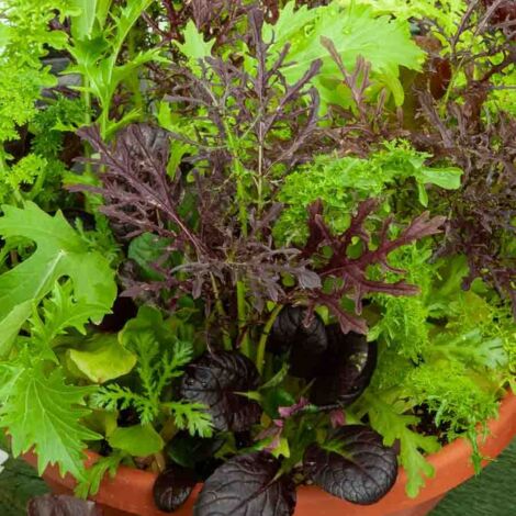 Mesclun Asiatique pour Jeunes Pousses - BIO Vilmorin (1/2)