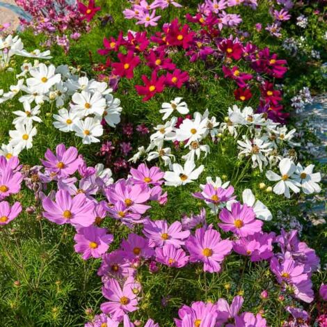 Cosmos Sensation Nain Varié Vilmorin