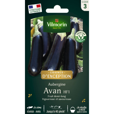 Aubergine Avan HF1 - Graines d'Exception Vilmorin (1/2)