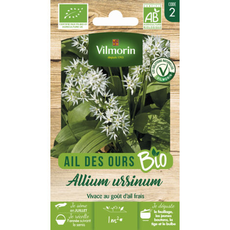 Ail des ours BIO – Plante vivace bulbeuse – Semis en automne – Utilisation culinaire : feuilles, tiges, fleurs, bulbes – Vilmorin