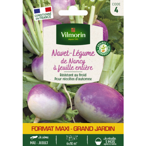 Navet-Légume de Nancy à Feuille Entière - Grand Modèle Vilmorin (1/2)