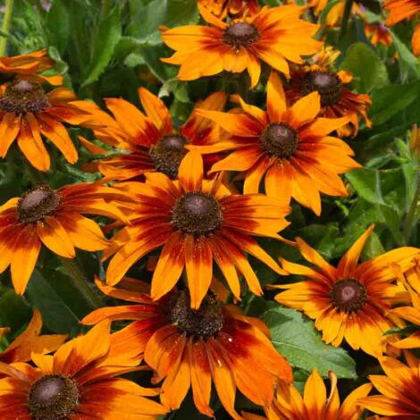Rudbeckia Cappuccino - Graines d'Exception Vilmorin