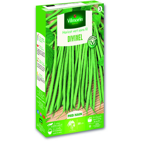 Haricot Nain Vert Divinel Vilmorin (1/3)