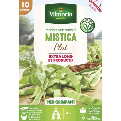 Haricot grimpant plat vert Mistica – Semis d'avril à juillet – Gousses longues jusqu'à 25 cm – Rendement jusqu'à 17 kg – Vilmorin