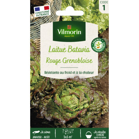 Laitue Rouge Grenobloise Vilmorin (1/2)