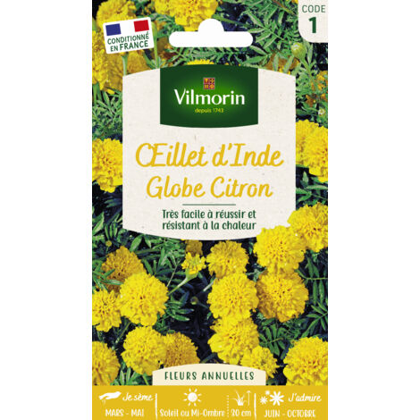 Œillet d'Inde Globe Citron Vilmorin (1/4)