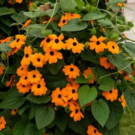Thunbergia Alata Suzanne aux Yeux Noirs Vilmorin