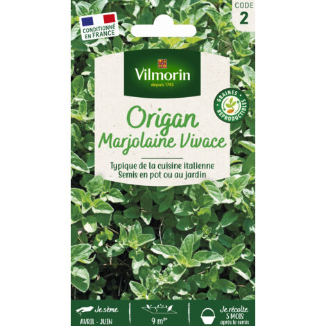 Origan - Marjolaine Vivace Vilmorin