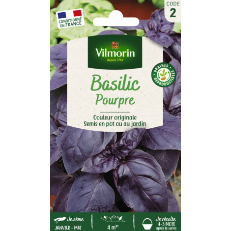 Basilic Pourpre Vilmorin