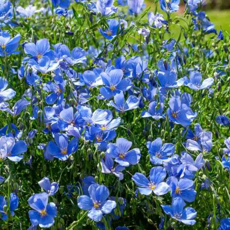 Lin Bleu Vilmorin