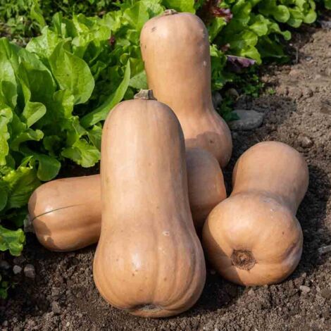 Vilmorin - Courge Musquée Waltham Butternut Bio (1/2)