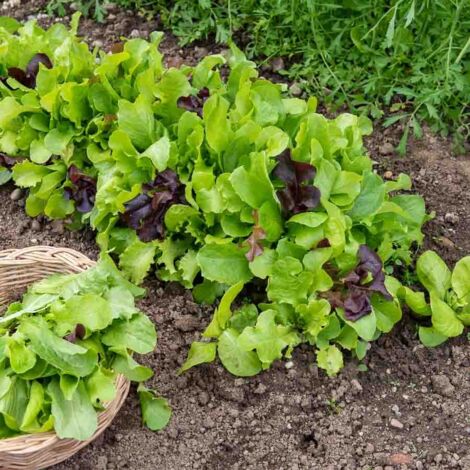 Mesclun Vilmorin (1/2)
