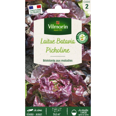 Laitue Picholine Vilmorin (1/2)