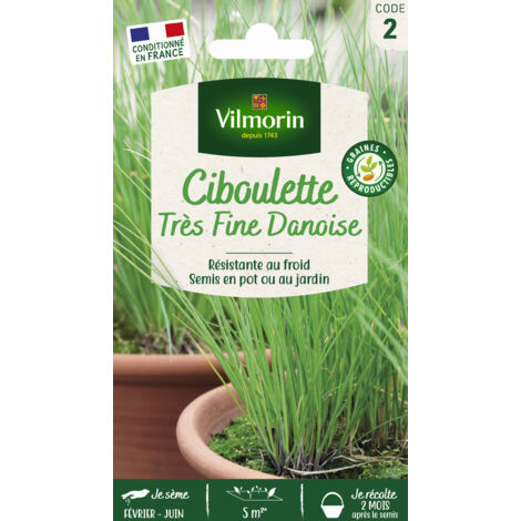 Ciboulette très fine danoise – Semis de mars à août – Plante aromatique pour cuisine – Repiquage facile et croissance rapide – Vilmorin