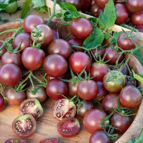 Tomate Black Cherry Vilmorin