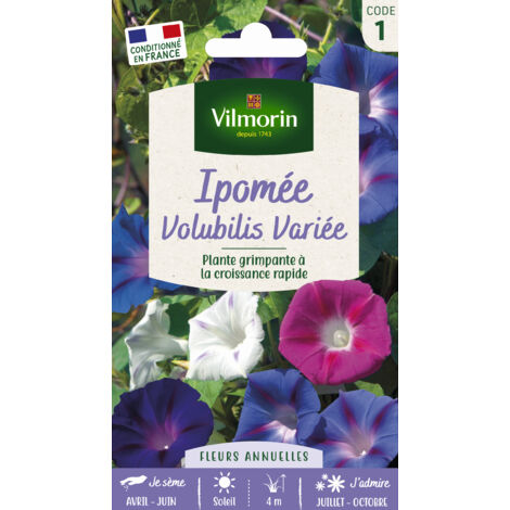 Ipomée Volubilis Variée – Graines de fleurs rouges brillantes – Exposition ensoleillée – Semis d'Avril à Juin – Plante grimpante vigoureuse – Vilmorin