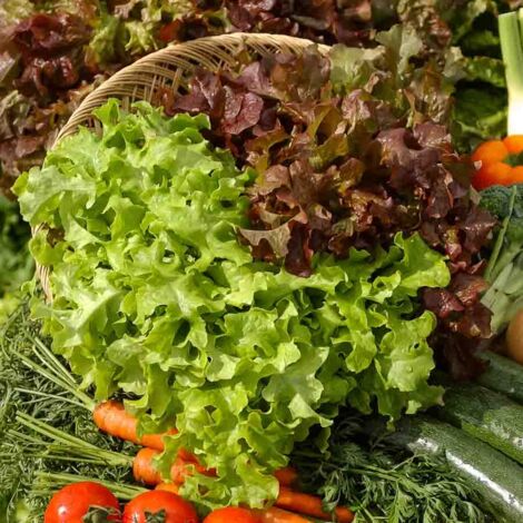 Laitue Salad Bowl en mélange Vilmorin (1/2)