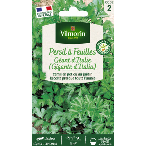 Persil Gigante d'Italie (Géant d'Italie) Vilmorin (1/2)