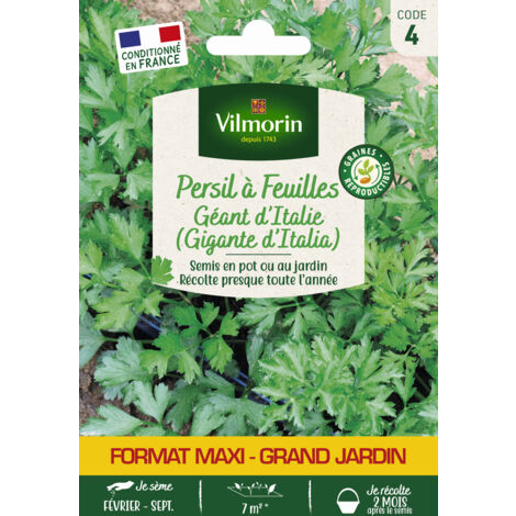 Persil Gigante d'Italie (Géant d'Italie) - Grand Modèle Vilmorin (1/2)
