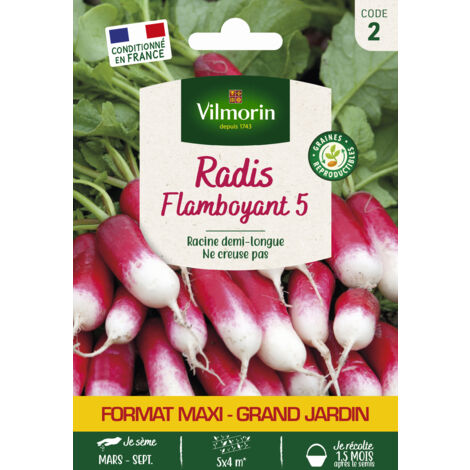Radis Flamboyant 5 - Grand Modèle Vilmorin (1/2)