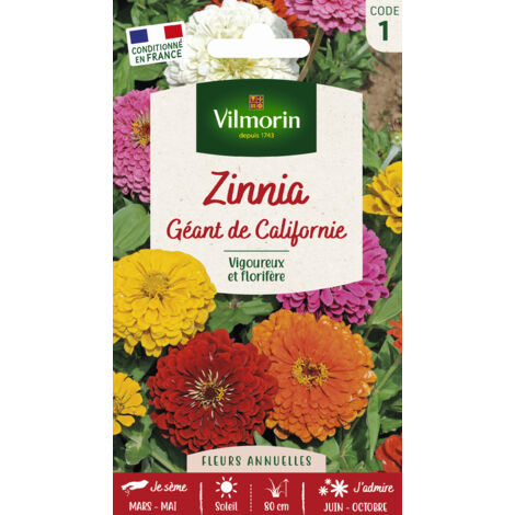 Zinnia géant de Californie mix Vilmorin (1/3)