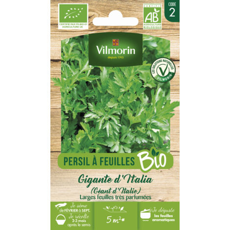 Persil Gigante d'Italia (Géant d'Italie) - BIO Vilmorin