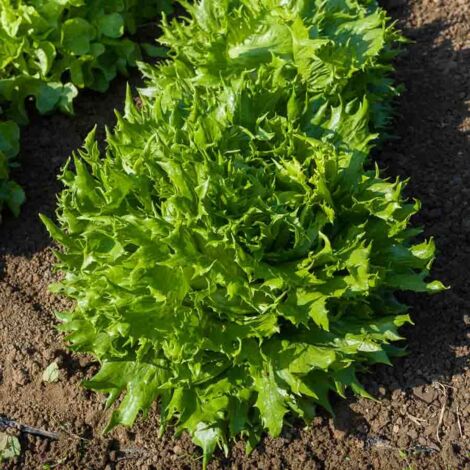 Laitue Batavia Reine des Glaces - Légumes d'Autrefois Vilmorin (1/2)