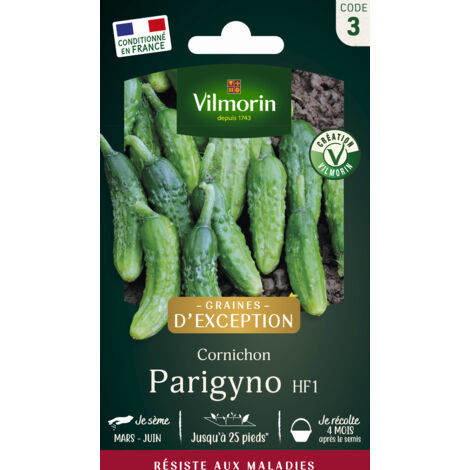 Cornichon Parigyno HF1 - Graines d'Exception Vilmorin