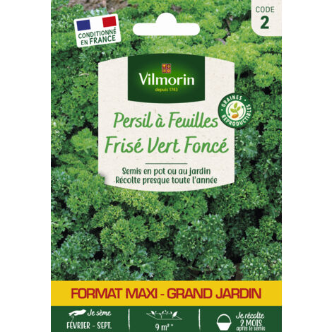 Persil Frisé Vert Foncé - Grand Modèle Vilmorin