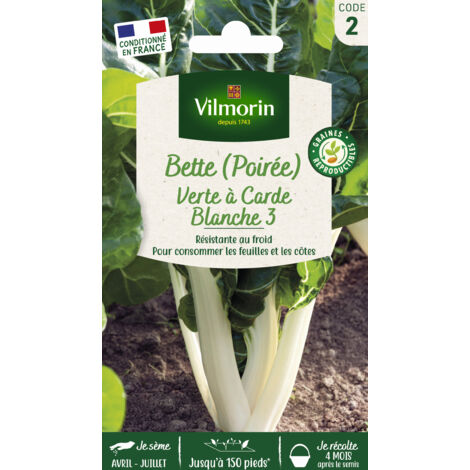 Poirée Verte à Carde Blanche 3 Vilmorin (1/2)