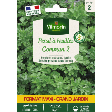 Persil Commun 2 - Grand Modèle Vilmorin (1/2)