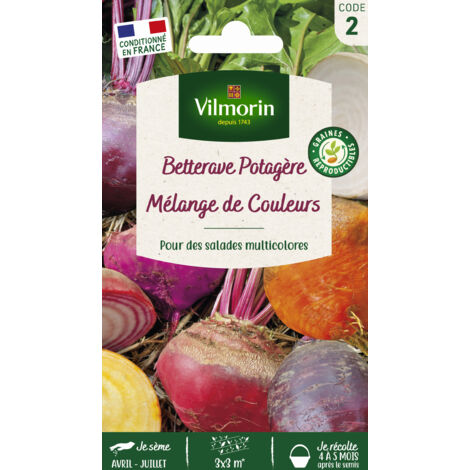 Betterave Potagère Arc-en-Ciel en mélange Vilmorin (1/2)