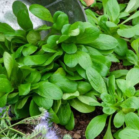 Vilmorin – Mâche à grosse graine – Variété précoce et vigoureuse – Récolte d’automne – Feuilles larges et savoureuses