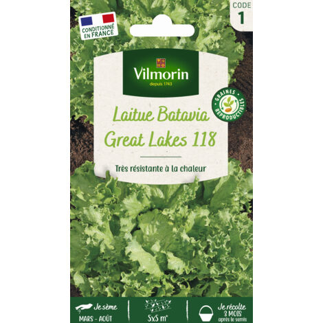 Laitue Batavia Great Lakes 119 Vilmorin (1/2)