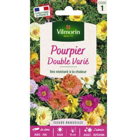 Pourpier double varié – Fleurs doubles colorées – Résistant au soleil et à la sécheresse – Semis en avril-mai – Vilmorin