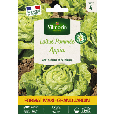 Laitue Pommée Appia - Grand Modèle Vilmorin (1/2)